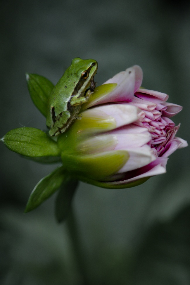 foto:Margarita Chalpeño Quevedo   - lo hecho en México