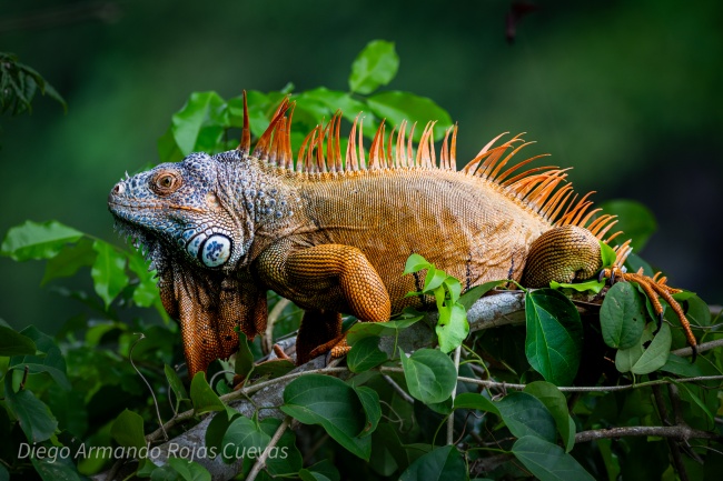 foto:Diego Armando Rojas Cuevas  - lo hecho en México
