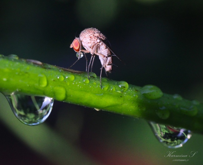 foto:Martín Palomares Pérez  - lo hecho en México