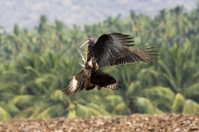 foto:José Carlos Rodríguez Rodríguez  - lo hecho en México