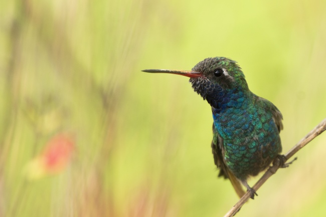 foto:Bernardo Rafael Lugo García  - lo hecho en México