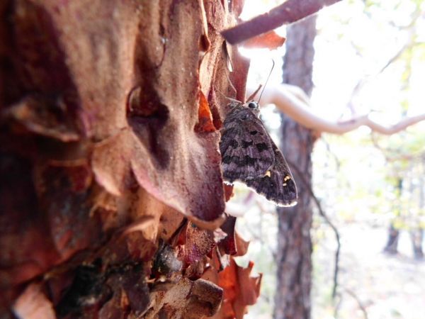 foto:Ana Sabina Ojeda Rich - lo hecho en México