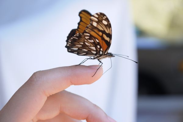 foto:Regina  Castillo  Casco - lo hecho en México