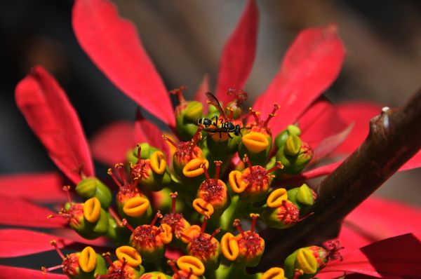 foto:Leonardo Daniel  Romero Miranda - lo hecho en México