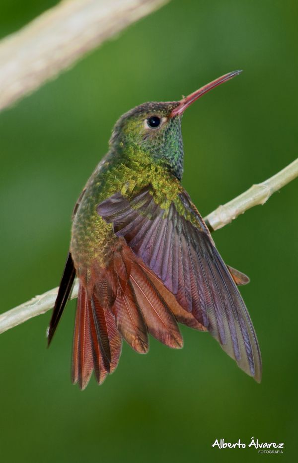 foto:Juan Alberto Álvarez Santamaría - lo hecho en México