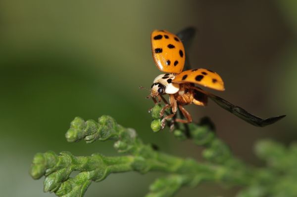 foto:CARLOS MAURICIO MANCILLA CANSECO - lo hecho en México