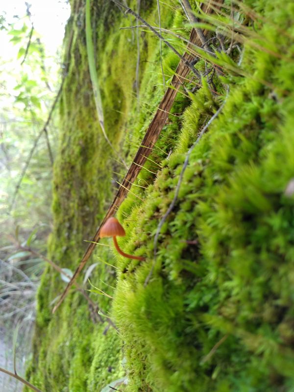 foto:Damián Ojeda  Romo  - lo hecho en México