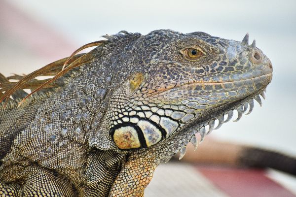 foto:José Ramón  Gómez  Miranda  - lo hecho en México