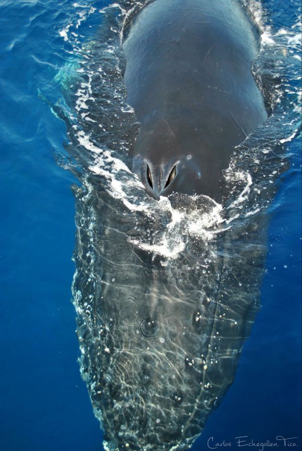 foto:Carlos Echegollén  Tico - lo hecho en México