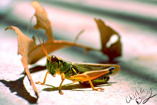 foto:Carlos Enrique Romero  Altamirano  - lo hecho en México