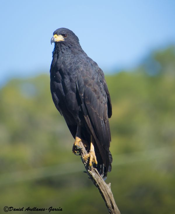 foto:Daniel  Arellanes García - lo hecho en México