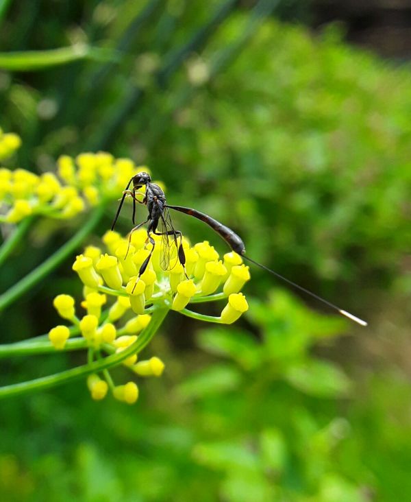 foto:Noemi Alquicira López - lo hecho en México