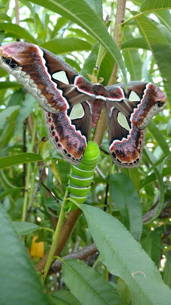 foto:Gicela Pérez Nuño - lo hecho en México