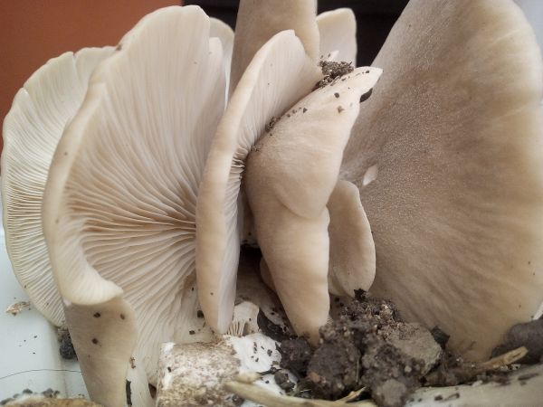 foto:Jorge Vázquez Sánchez - lo hecho en México