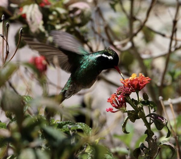 foto:Belen Barroso Gonzalez - lo hecho en México