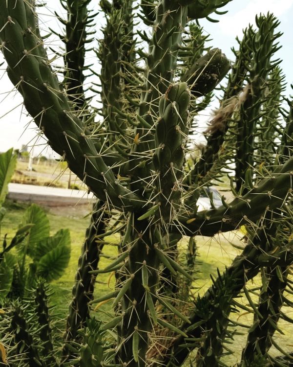 foto:Jennifer Bermúdez Servín - lo hecho en México