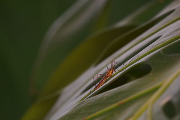 foto:Alma Gonzalez Saavedra - lo hecho en México