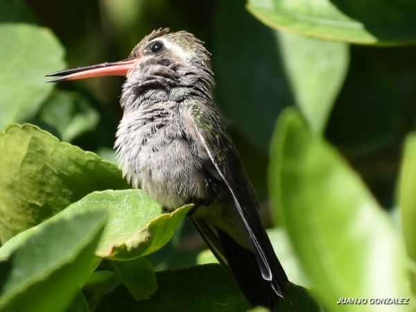foto:Juan José  González  Marin - lo hecho en México