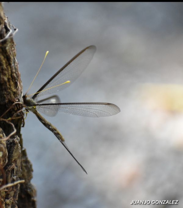 foto:Juan José  González  Marin - lo hecho en México