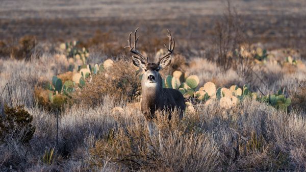 foto:Edgar Adrian Siller  Rivera - lo hecho en México