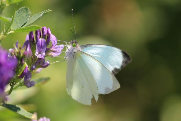 foto:Dora Calleja Pérez - lo hecho en México