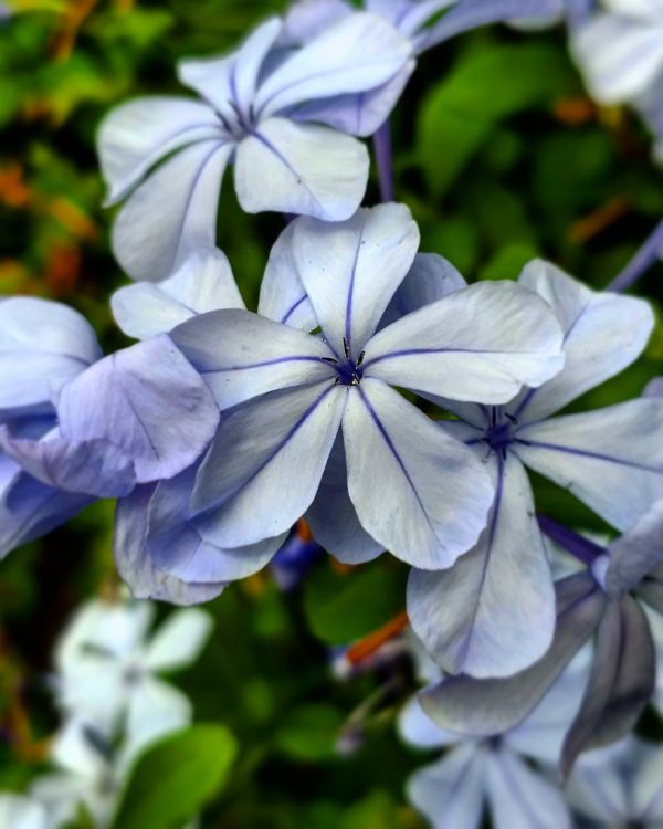 foto:Bryan Edgardo  Gonzalez Cota - lo hecho en México