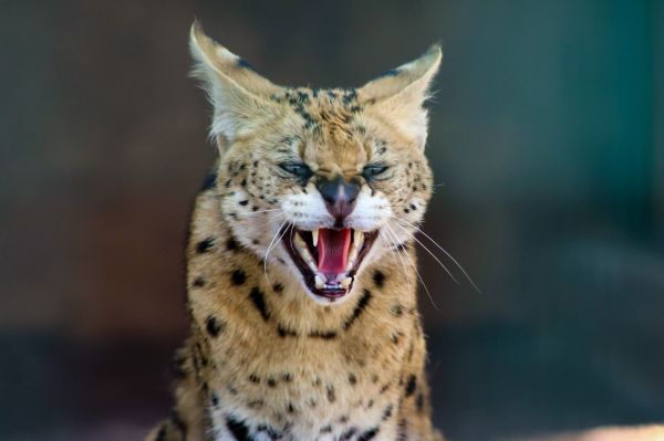 foto:Diego Iturbe Miramontes - lo hecho en México