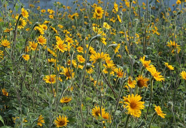 foto:Carlos Eduardo Alcántar Díaz - lo hecho en México