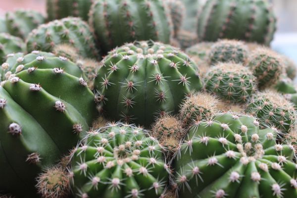 foto:Julio cesar Rodriguez Sanchez - lo hecho en México