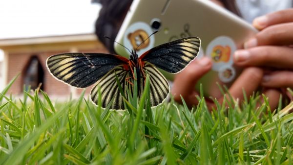 foto:Antoni Mauricio Domínguez Torres - lo hecho en México