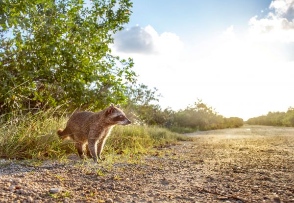 foto:Gonzalo  Guman flores Garcia - lo hecho en México