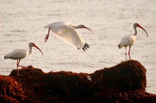 foto:Rigoberto Sanchez Arias - lo hecho en México