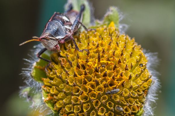 foto:YADIN ANDRES  XOLALPA LAZARO - lo hecho en México