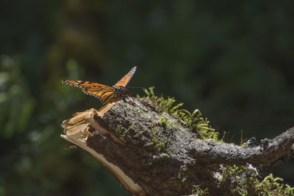 foto:MARIA EUGENIA Bores Rangel Bores Rangel - lo hecho en México
