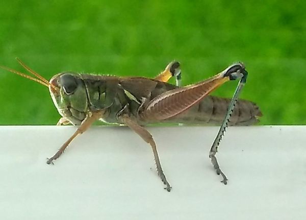 foto:María Julieta Josefina Guerra Magallanes - lo hecho en México