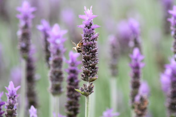 foto:Nicolás Corte Sánchez - lo hecho en México