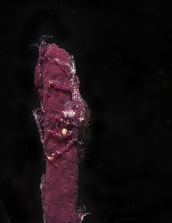 foto:Natalia  Balzaretti Merino - lo hecho en México