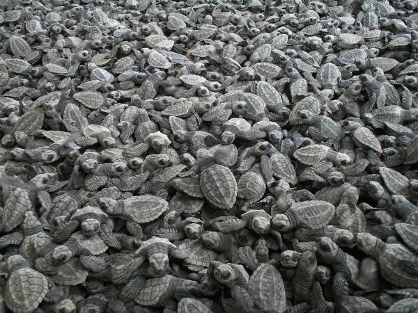 foto:Ivan Sujail Velázquez Pérez - lo hecho en México