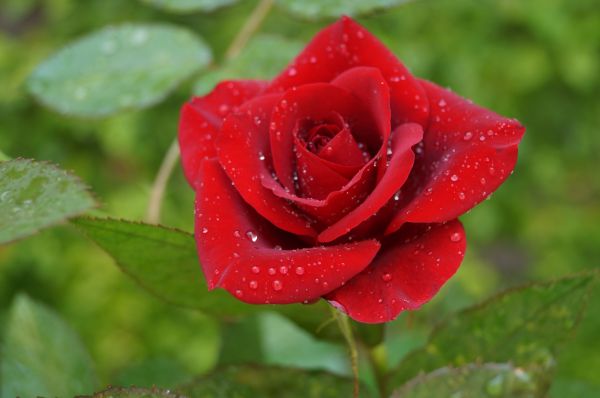 foto:Jesus Ocañas Segovia - lo hecho en México