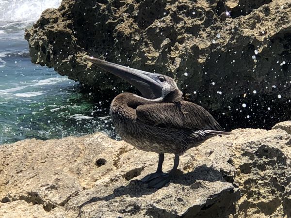 foto:Sebastian Hansen Medrano pizarro - lo hecho en México