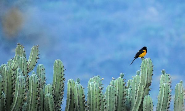 foto:Martin Isaias Alamilla Montuy - lo hecho en México