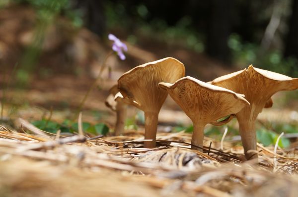 foto:Oscar  Reza Somera  - lo hecho en México