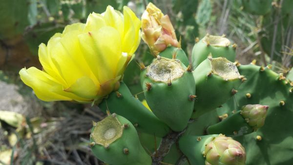 foto:AHIRAM  ALCANTARA BARRIENTOS - lo hecho en México