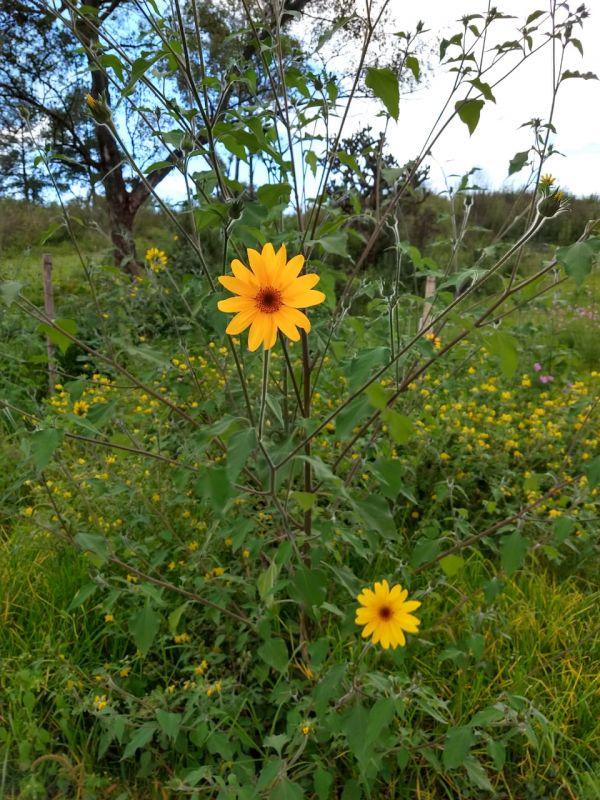 foto:Alexander Islam Soto Hernandez - lo hecho en México