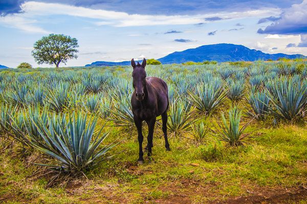 foto:Alejandra Margarita  Pérez Gálvez - lo hecho en México