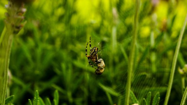 foto:Tamara Bautista De Jesús - lo hecho en México