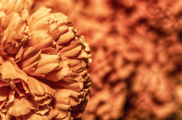 foto:Maria Paz Labbe Buitano - lo hecho en México