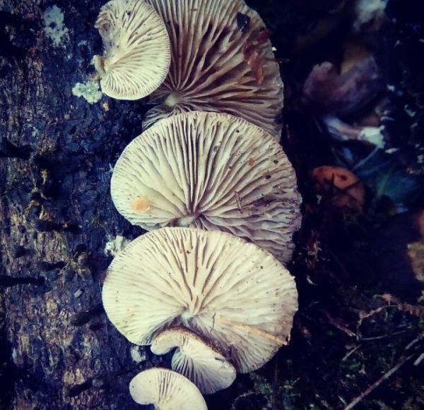 foto:Anya Reyes  Torres - lo hecho en México