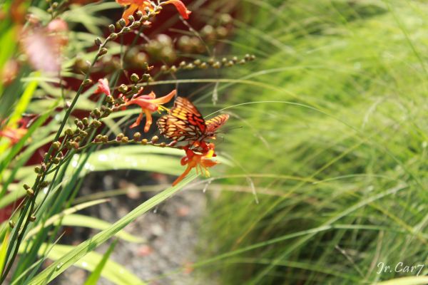 foto:José Refugio Carcamo Gutiérrez - lo hecho en México