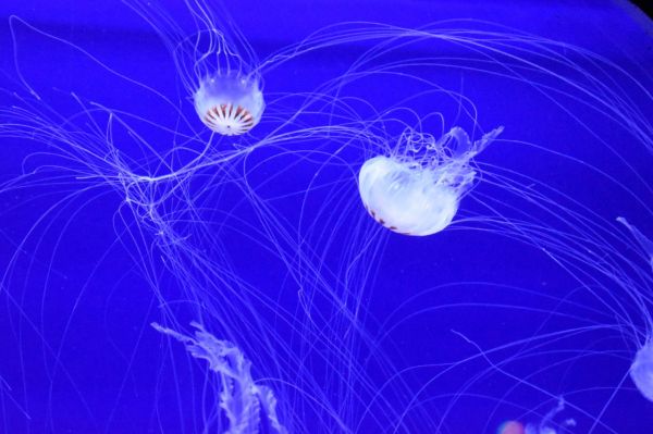 foto:Melanie Pamela Maya Guzmán - lo hecho en México